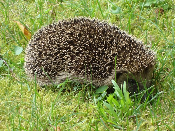 igel.jpg