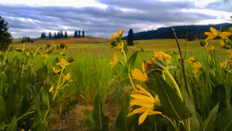 Flower field.jpg