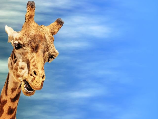 giraffe-2659347__480.jpg