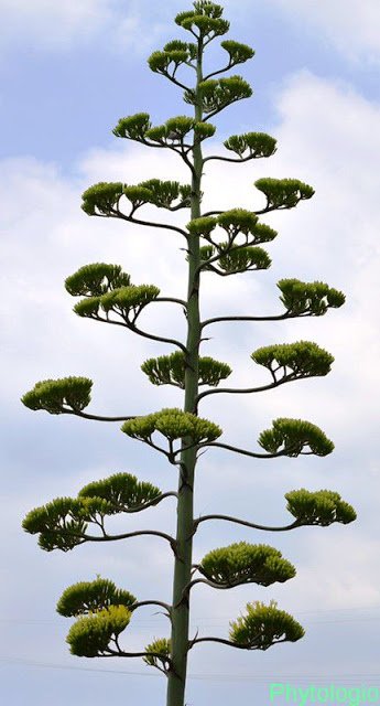 agave americana 3.jpg