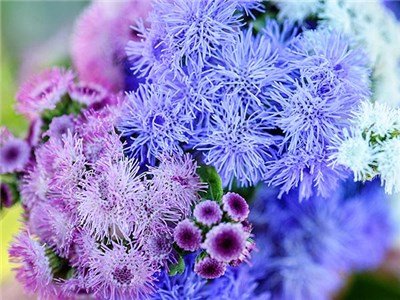 Ageratum-Mix5.jpg