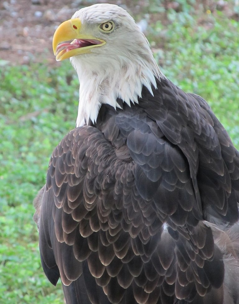 bald-eagle-1987469_1280.jpg