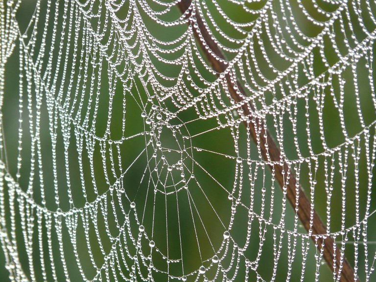 cobweb-4191_1280.jpg