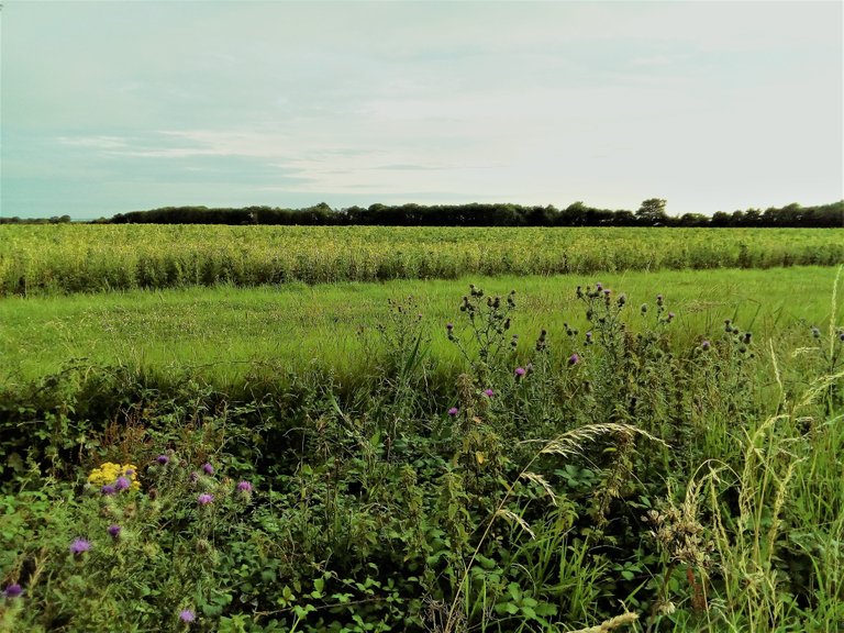 purple thistles in a hedgerow.jpg