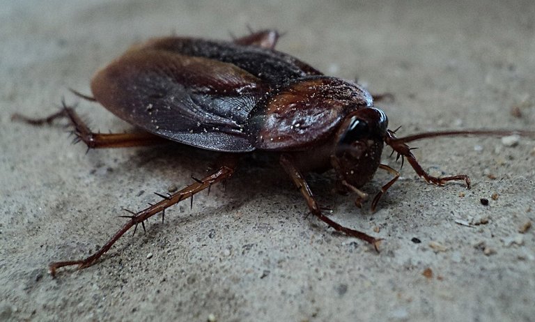 cockroach-70295_960_720.jpg