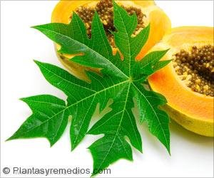 dengue-papaya-extract.jpg