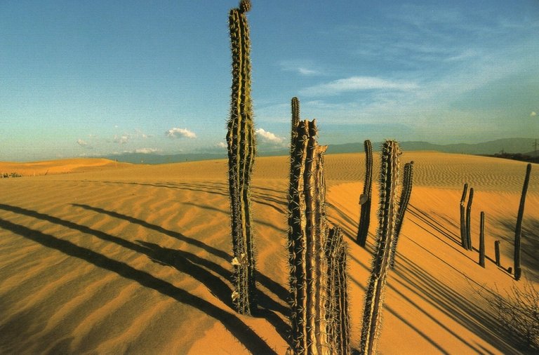 Cactus - Cardones.jpg