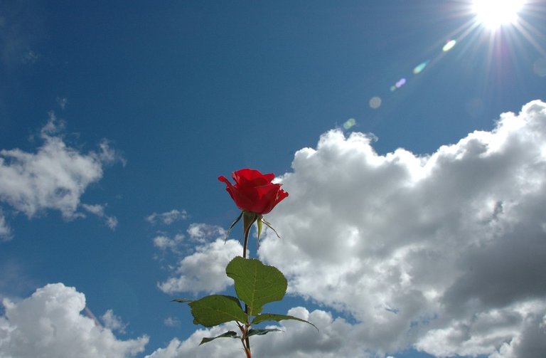 flowers-rose-love-sky-red-clouds-jasmine-flower-wallpaper-desktop.jpg