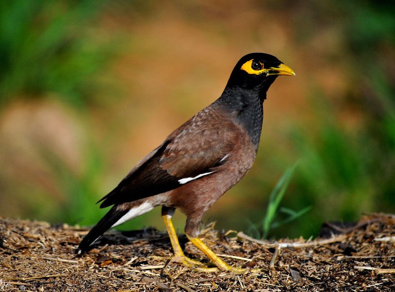 1200px-Indian_Myna.jpg