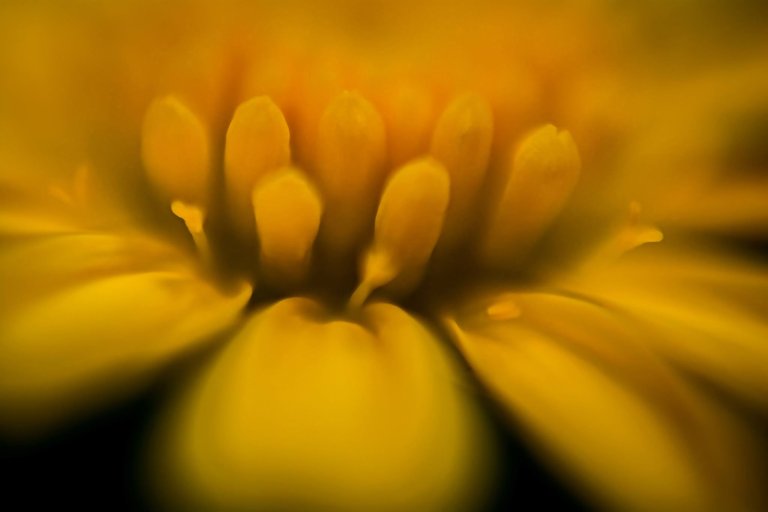 yellow_macro_flower.jpg