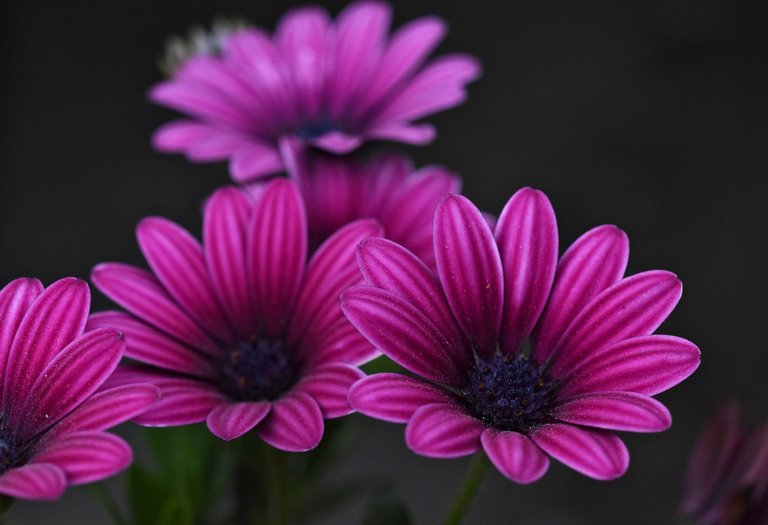 cape daisy purple 1.jpg