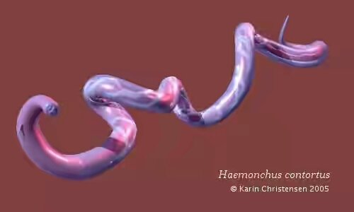 haemonchus.jpg