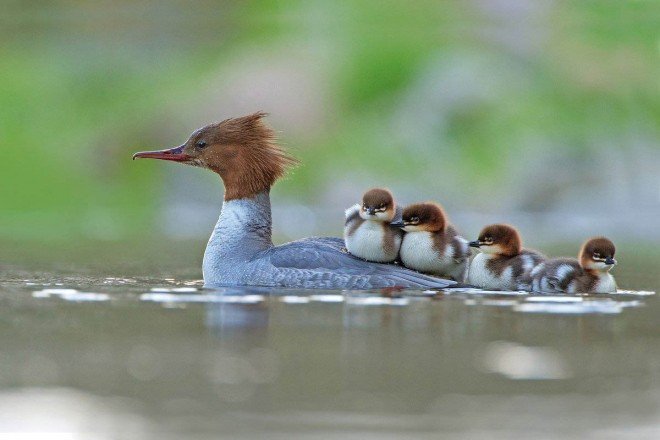 4-ducks-award-winning-bird-photography-by-jonathan-grant.preview.jpg