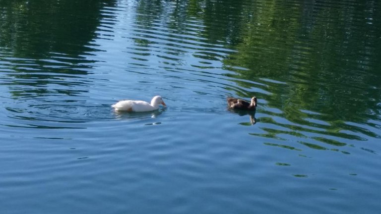 birds lake.jpg