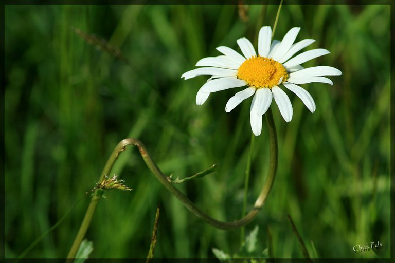 Bellis perennis 2-signed.jpg