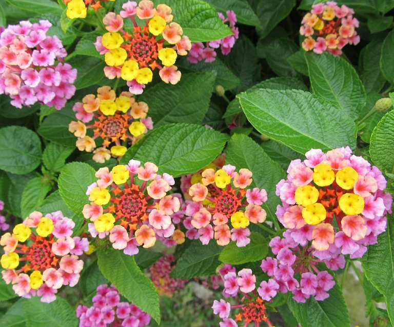 lantana-camara-408923_1920.jpg