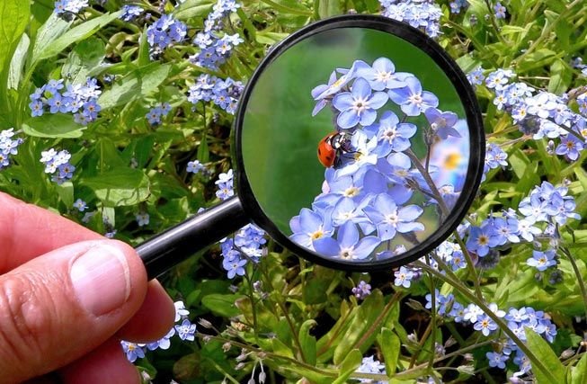 MagnifyGlassLadybugIllustration.jpg.838x0_q80.jpg