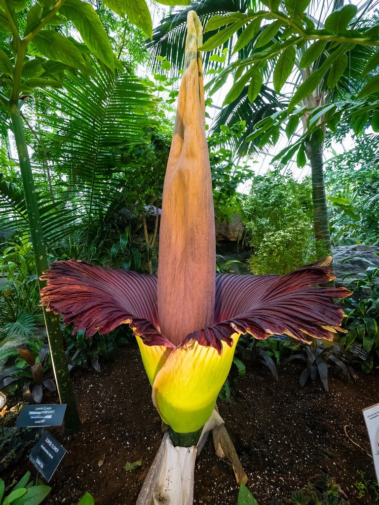 amorphophallus-titanum-2443620_1280.jpg