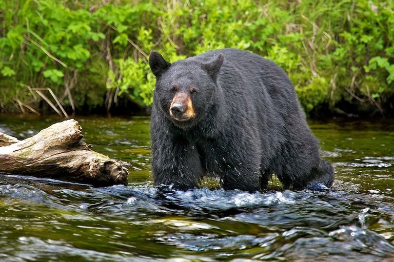 oso-negro-black-bear.jpg