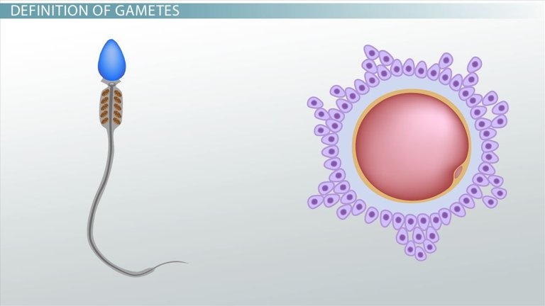 gametes-definition-formation-fusion_01001216_111312.jpg