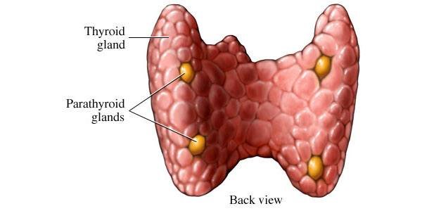 parathyroid_gland.jpg