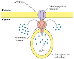 Ryanodine receptor.png