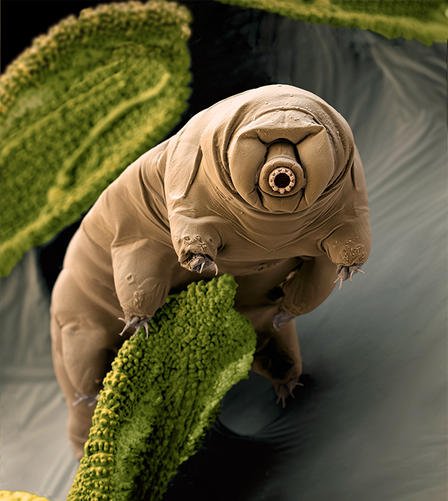 tardigrade_imagelarge.jpg