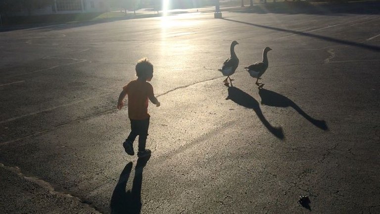 Hey Birds Wait For Me.jpg