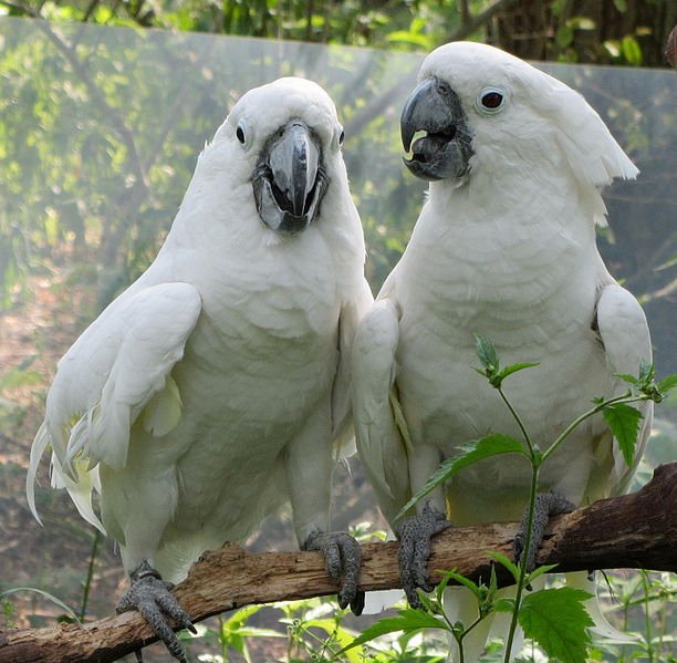612px-Cacatua_alba_-Binder_Park_Zoo,_Battle_Creek,_Michigan,_USA_-two-8a_(1).jpg