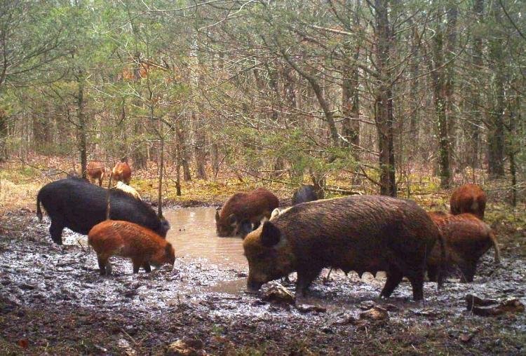 hog_damage_spring_private_land_ozarkcounty_1.jpg