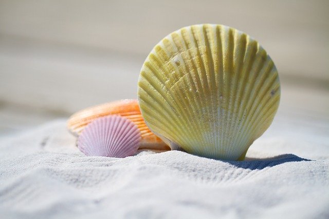 shells-792912_640.jpg