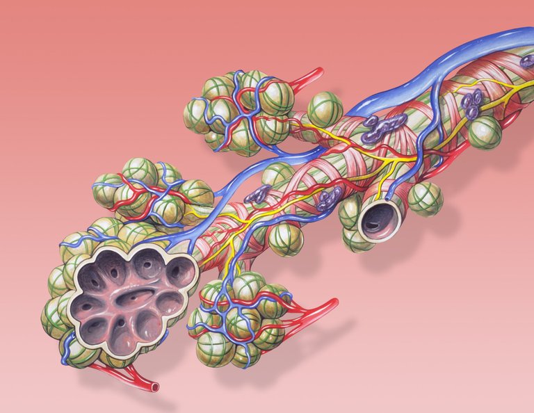 Bronchial_anatomy.jpg