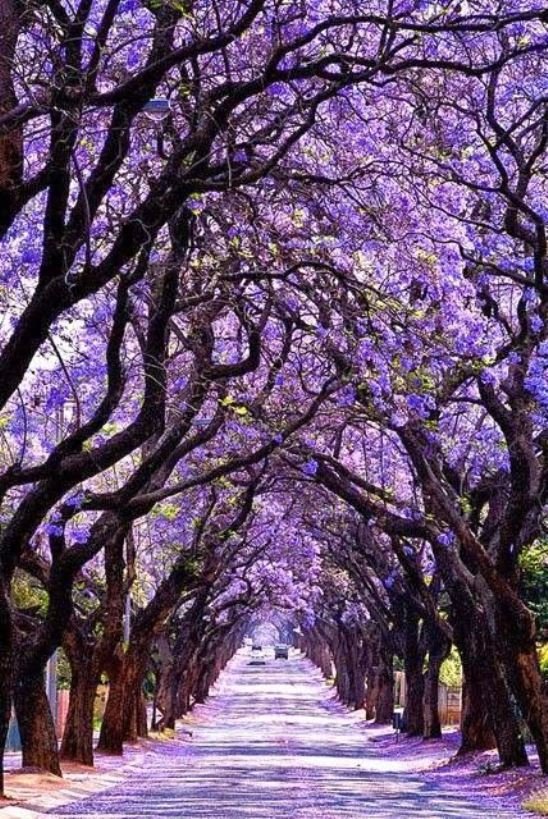 Tunnels of Trees 2.jpg