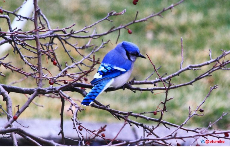 Blue Jay PFW20-25-0057.JPG