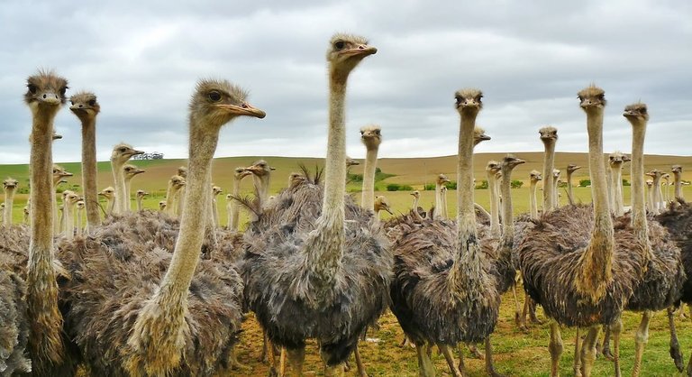 group of Ostrich Under White Sky.jpeg