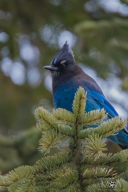 Steller's Jay Portrait-2.jpg