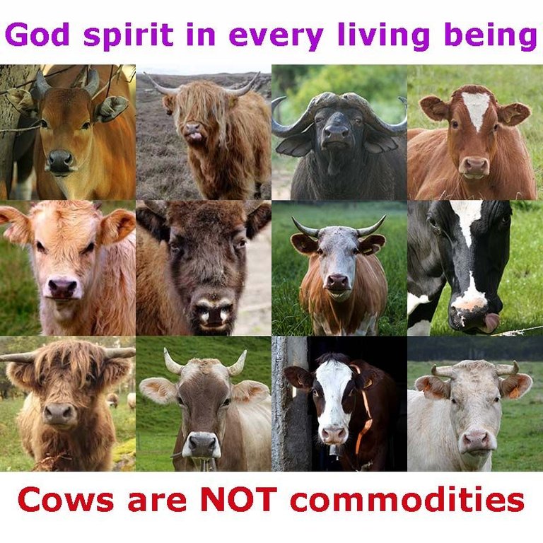 cowsarenotcommodities.jpg