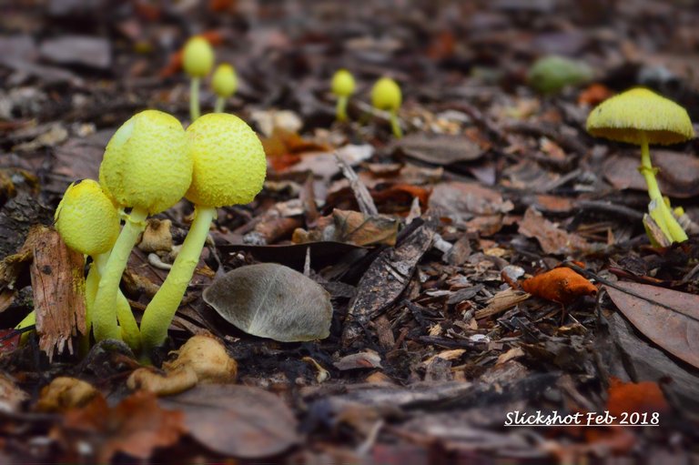 Mushrooms by Slickshot.jpg