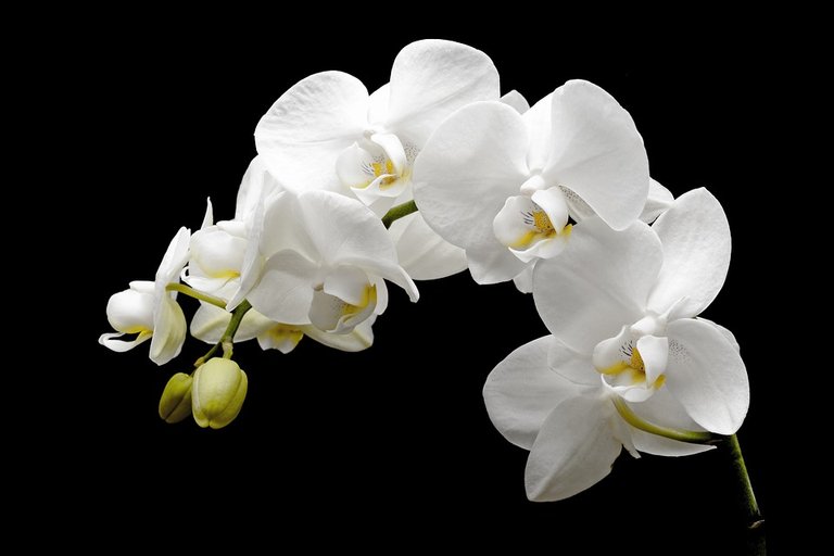 orchid-2124803_960_720.jpg