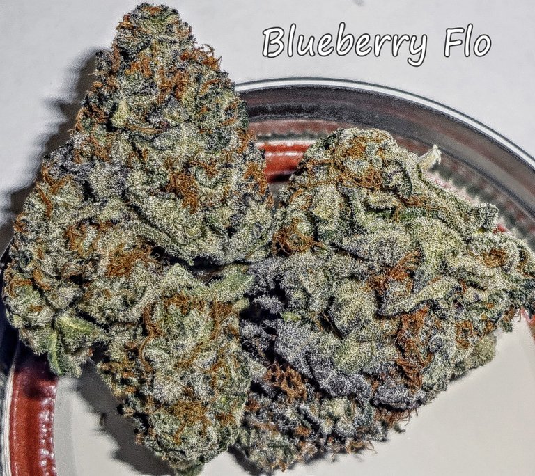 blueberryflo311.JPG