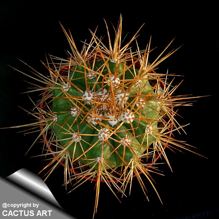 Melocactus_oreas_810.jpg