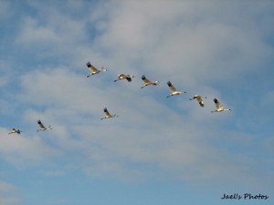 Small-Whooping Cranes.jpg