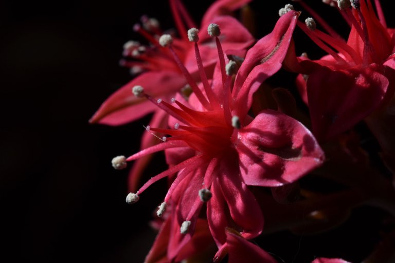 Graptopetalum Belum flower 6.jpg