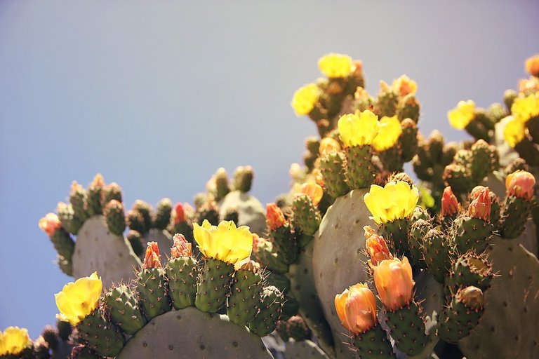 prickly-pear-1415525_960_720.jpg