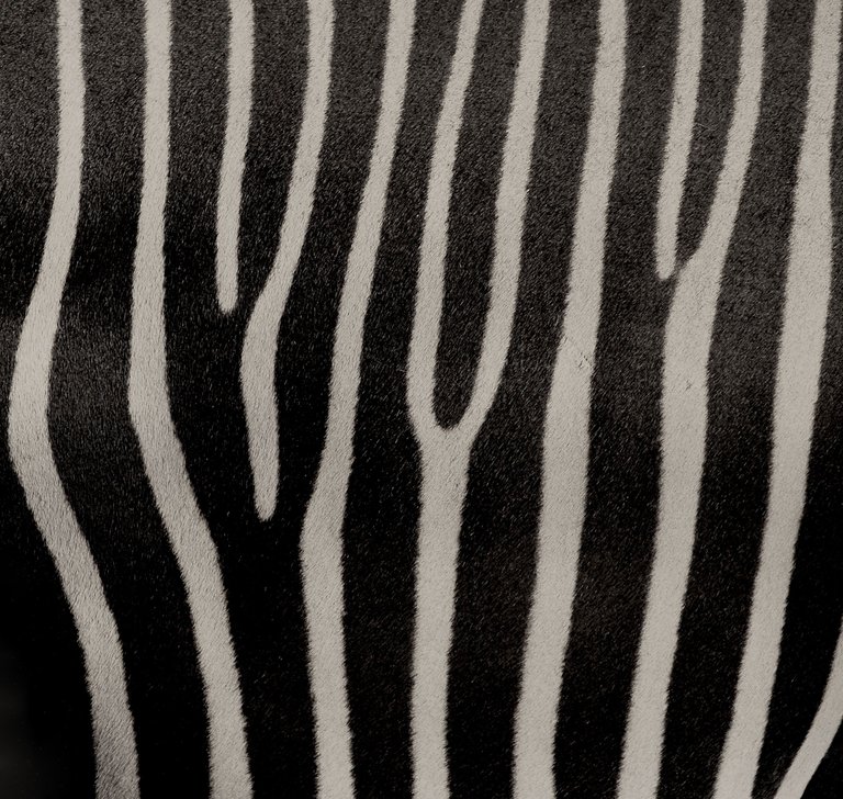 Zebra background.JPG