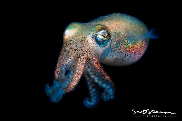 Stubby Squid-3.jpg