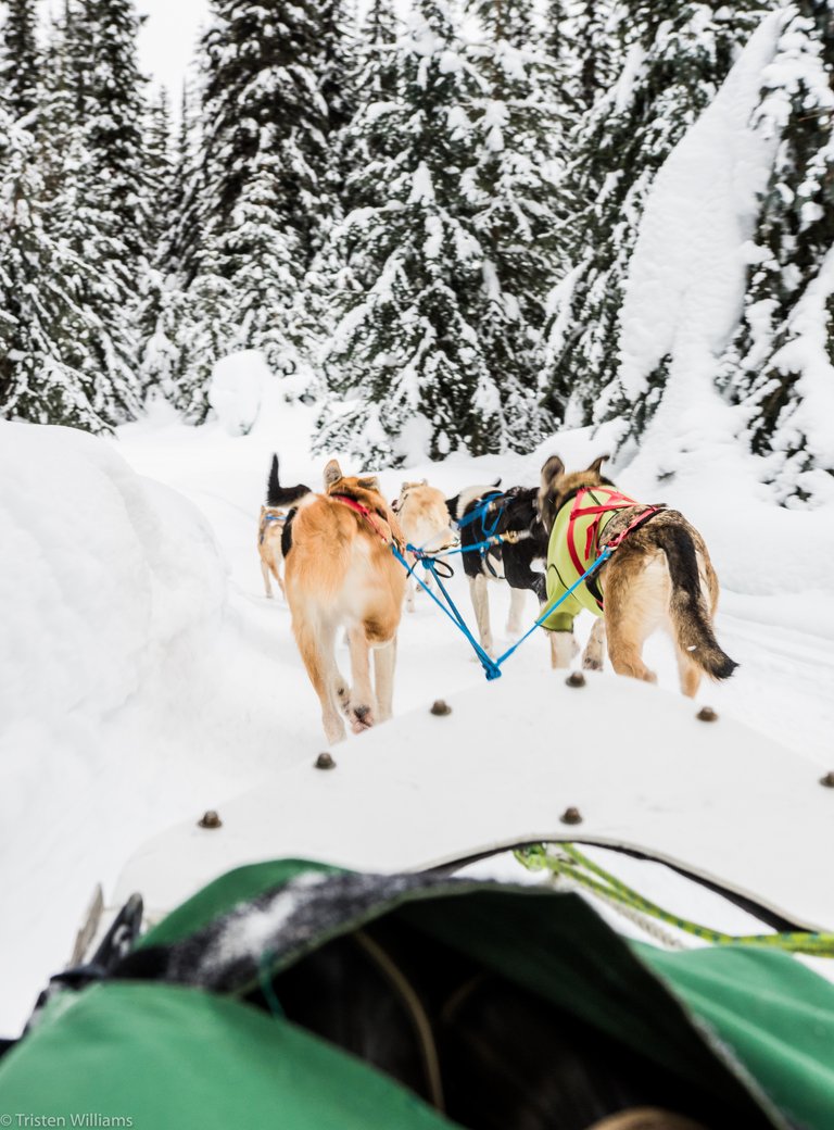 MMA-dog-sledding-12.jpg