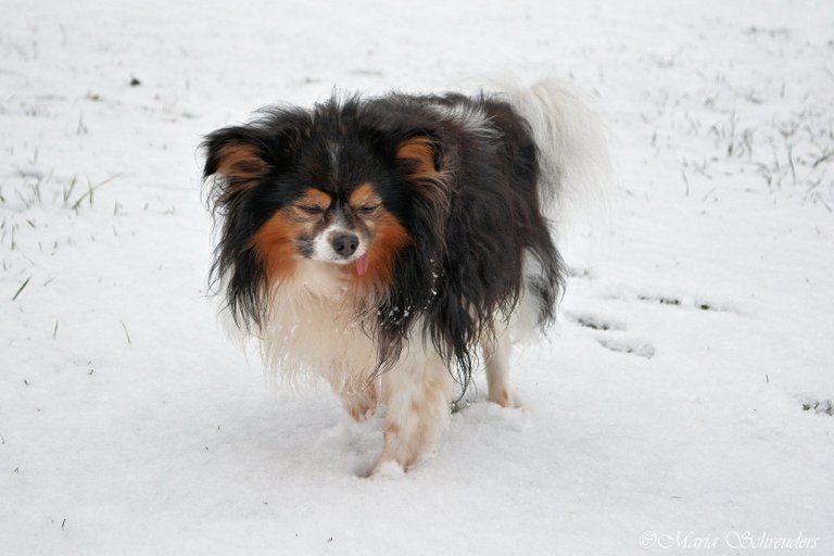 lucky_in_the_snow_2_by_maria_schreuders-daymvzw.jpg