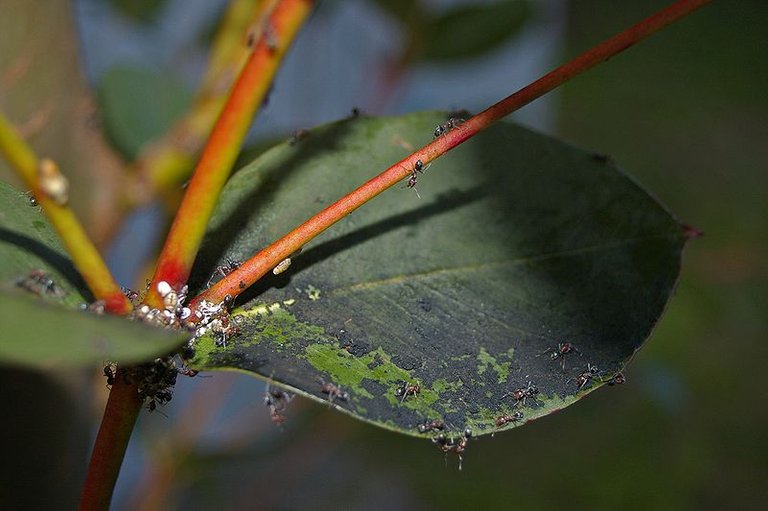 800px-Scale_and_sooty_mold_on_a_Eucalyptus_tree.jpg