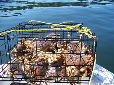 catch-dungeness-crab-1.jpg